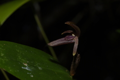 Pleurothallis jaramilloi