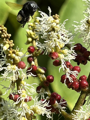 Miconia impetiolaris