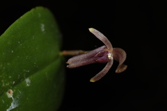 Pleurothallis jaramilloi