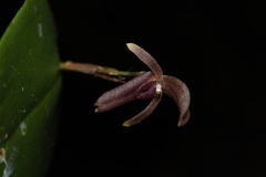Pleurothallis jaramilloi