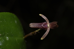 Pleurothallis jaramilloi