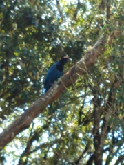 Cyanocorax caeruleus