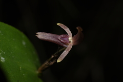Pleurothallis jaramilloi