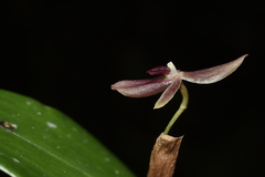 Pleurothallis jaramilloi