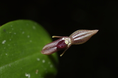 Pleurothallis jaramilloi
