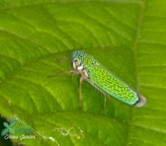 Versigonalia vermiculata