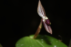 Pleurothallis jaramilloi