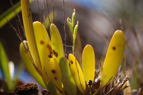 Stelis emarginata, photograph 6