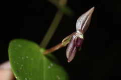 Pleurothallis jaramilloi