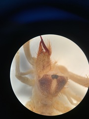 Eremobates woodruffi