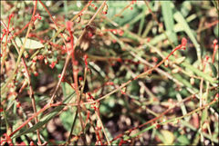 Gonocarpus micranthus