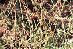 Gonocarpus micranthus