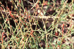 Gonocarpus micranthus