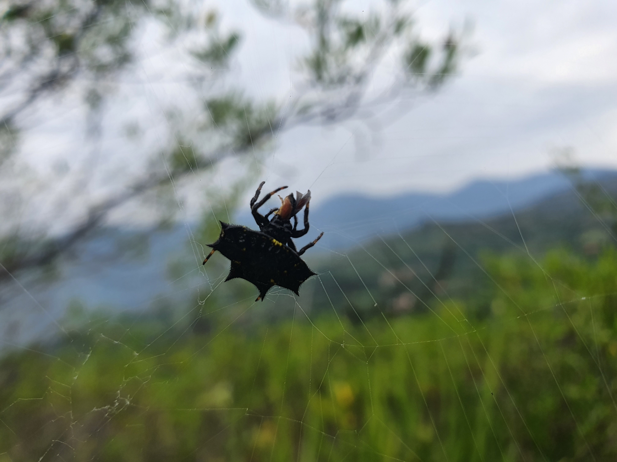 Gasteracantha cancriformis image