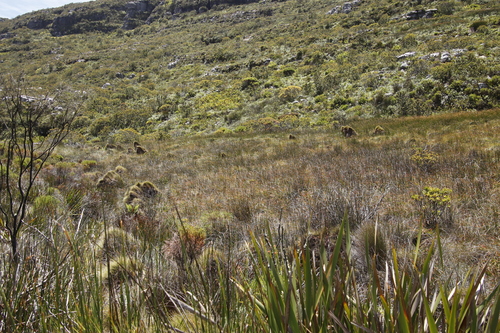 Image of Anthochortus crinalis by (c) Tony Rebelo, some rights reserved (CC BY-SA)