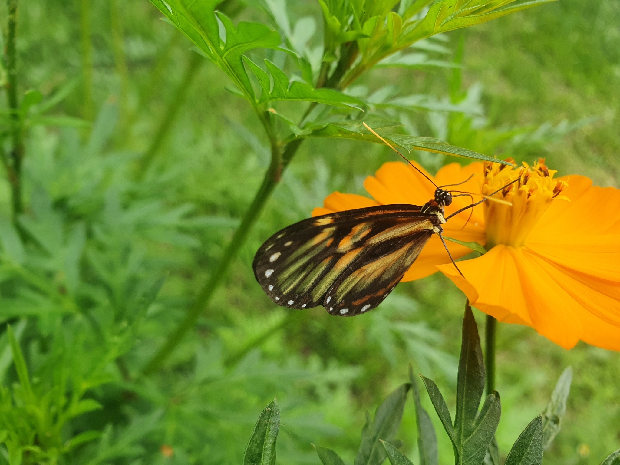 Ithomia image