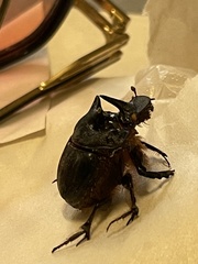 Onthophagus mniszechi