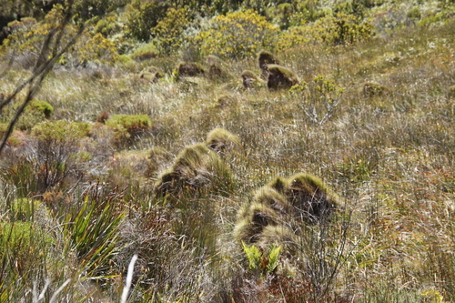 Anthochortus crinalis (Anthochortus crinalis)