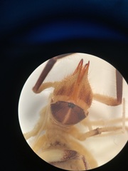 Eremobates woodruffi