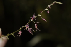 Platystele consobrina