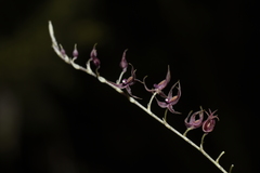 Platystele consobrina