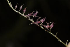 Platystele consobrina