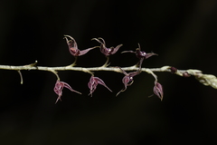 Platystele consobrina