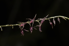 Platystele consobrina