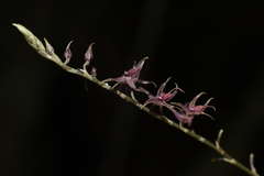 Platystele consobrina