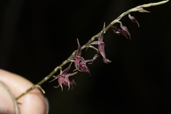 Platystele consobrina