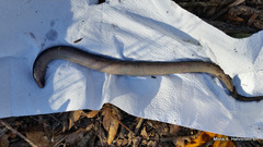 Amphiuma tridactylum