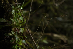 Platystele consobrina