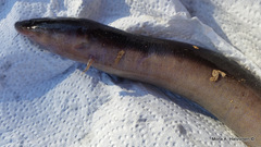 Amphiuma tridactylum