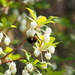 Bombus ardens ardens - Photo (c) harum.koh, some rights reserved (CC BY-SA), uploaded by harum.koh
