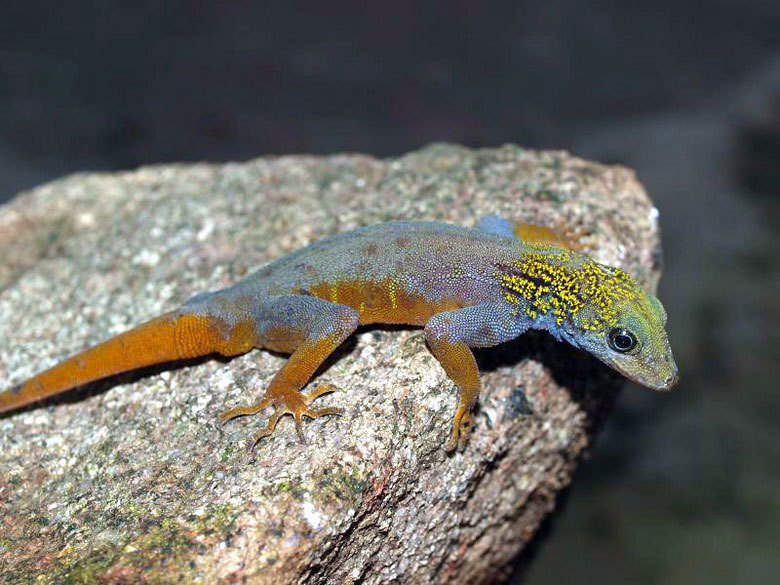Psychedelic Rock Gecko