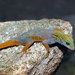 Psychedelic Round-eyed Gecko - Photo (c) Ken190, some rights reserved (CC BY-SA)