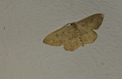 Scopula guancharia
