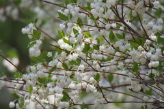 Enkianthus perulatus