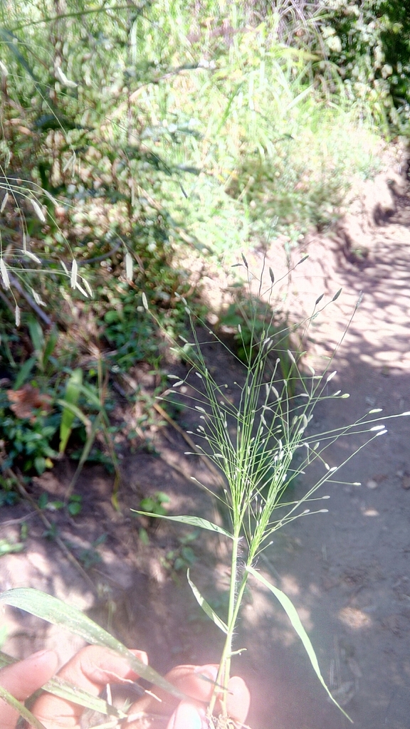 Eragrostis aspera (Eragrostis aspera)