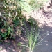 Eragrostis aspera - Photo (c) nantyherizo, algunos derechos reservados (CC BY-NC)