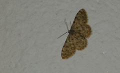Scopula asellaria