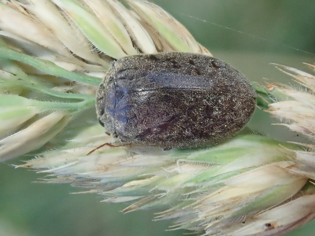 Byrrhopsis gravidus