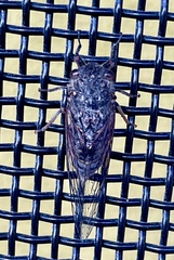 Atrapsalta furcilla