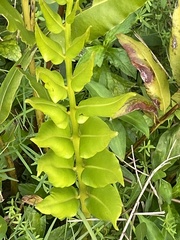 Acrostichum danaeifolium image