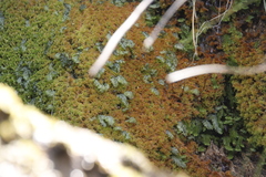 Hymenophyllum capense