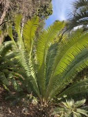 Dioon pectinatum