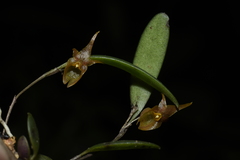 Lepanthopsis apoda
