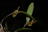 Lepanthopsis apoda - Photo (c) Apipa, algunos derechos reservados (CC BY-NC), subido por Apipa