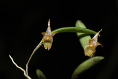 Lepanthopsis apoda