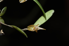Lepanthopsis apoda